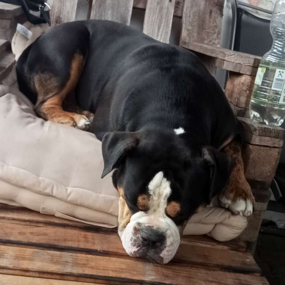 Hundetreffen-Wer hat Lust zum spielen?-Profilbild