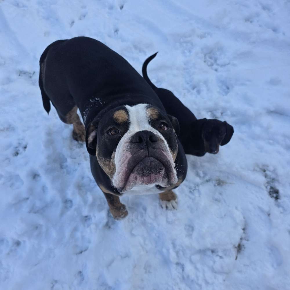 Hundetreffen-Wer hat Lust zum spielen?-Profilbild