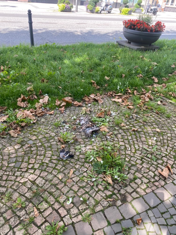 Giftköder-Tote Taube-Profilbild