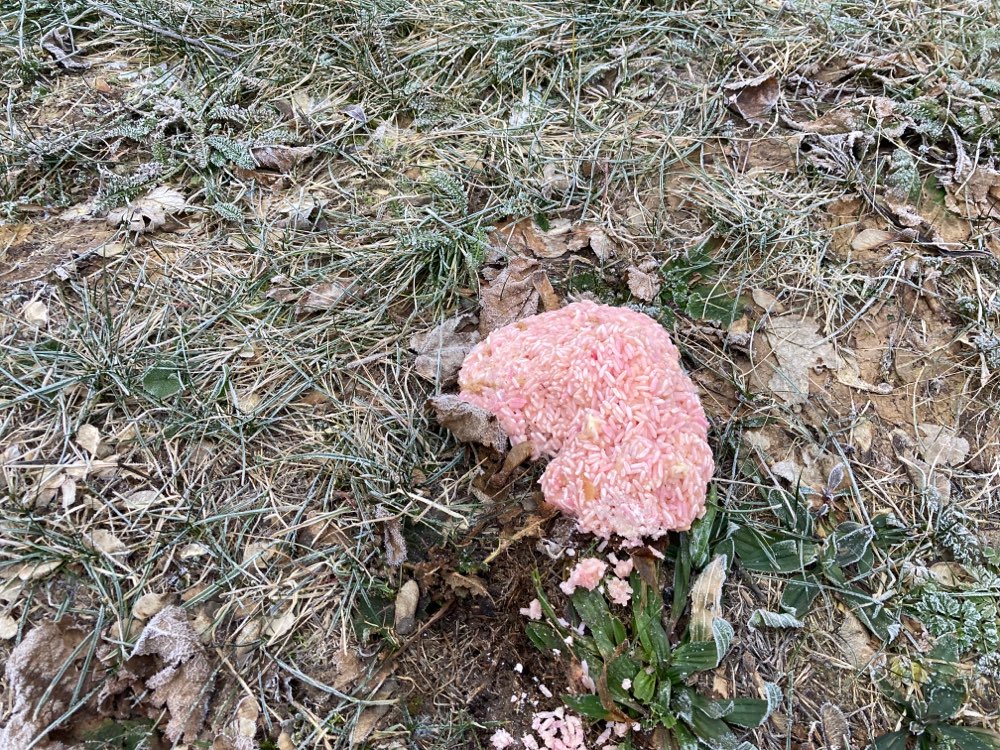 Giftköder-Rosa Reis - möglicher Giftköder-Profilbild