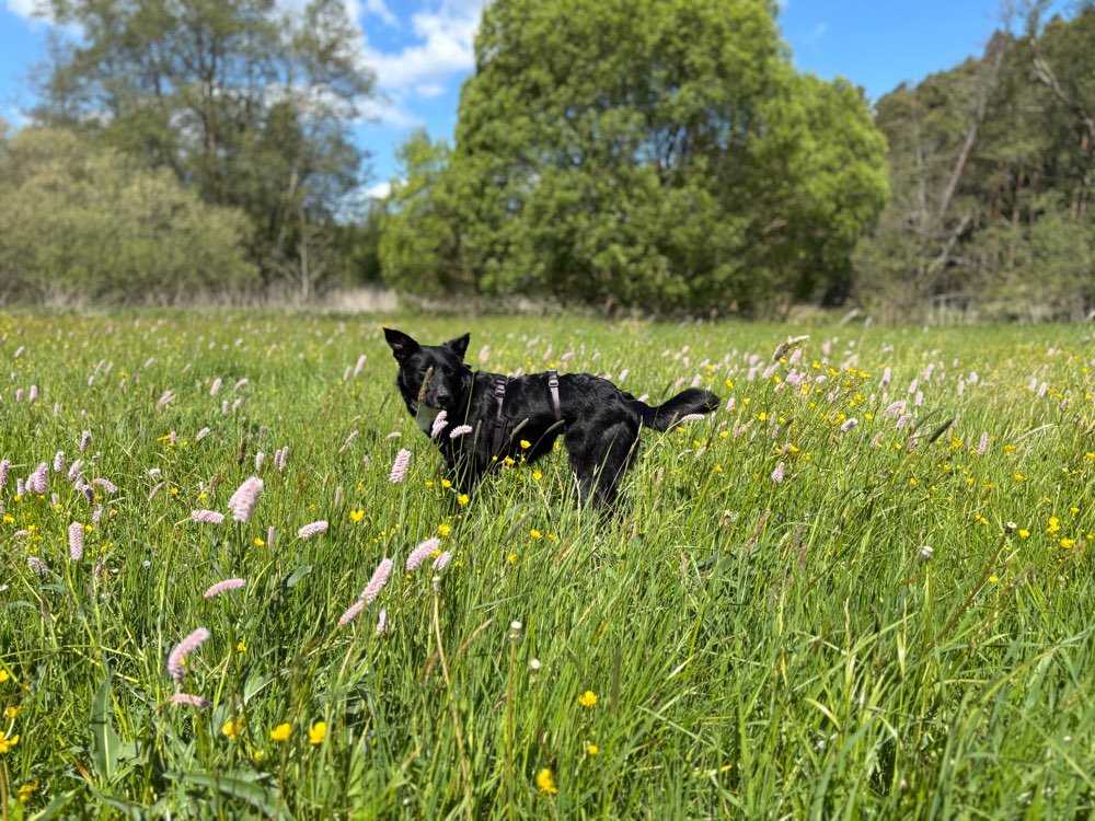 Hundetreffen-Spiel- und Gassitreffen-Profilbild