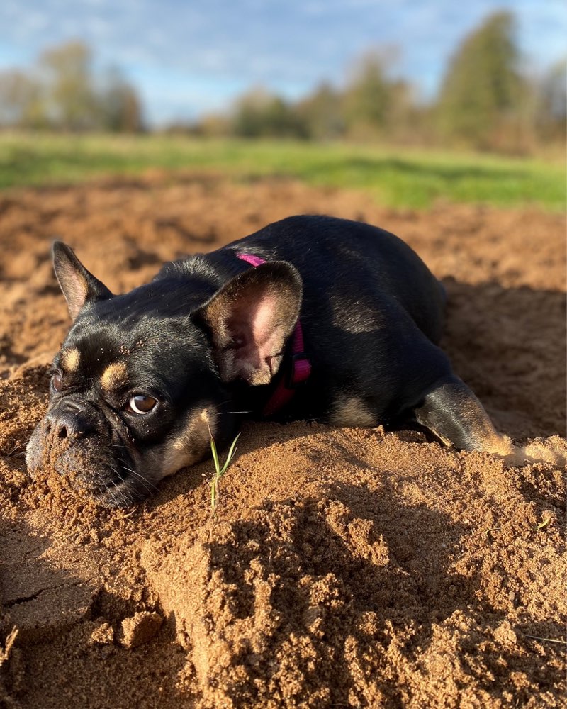 Hundetreffen-Französische Bulldoggen in Winsen Luhe-Profilbild