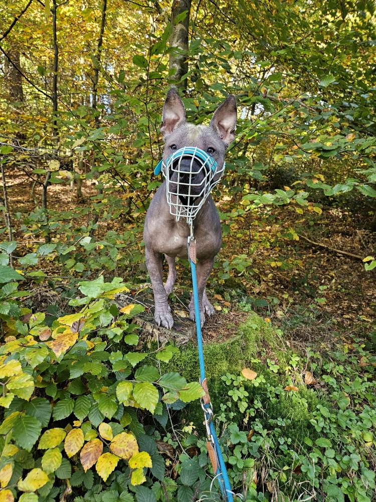 Hundetreffen-Bollerkopp Treffen-Profilbild