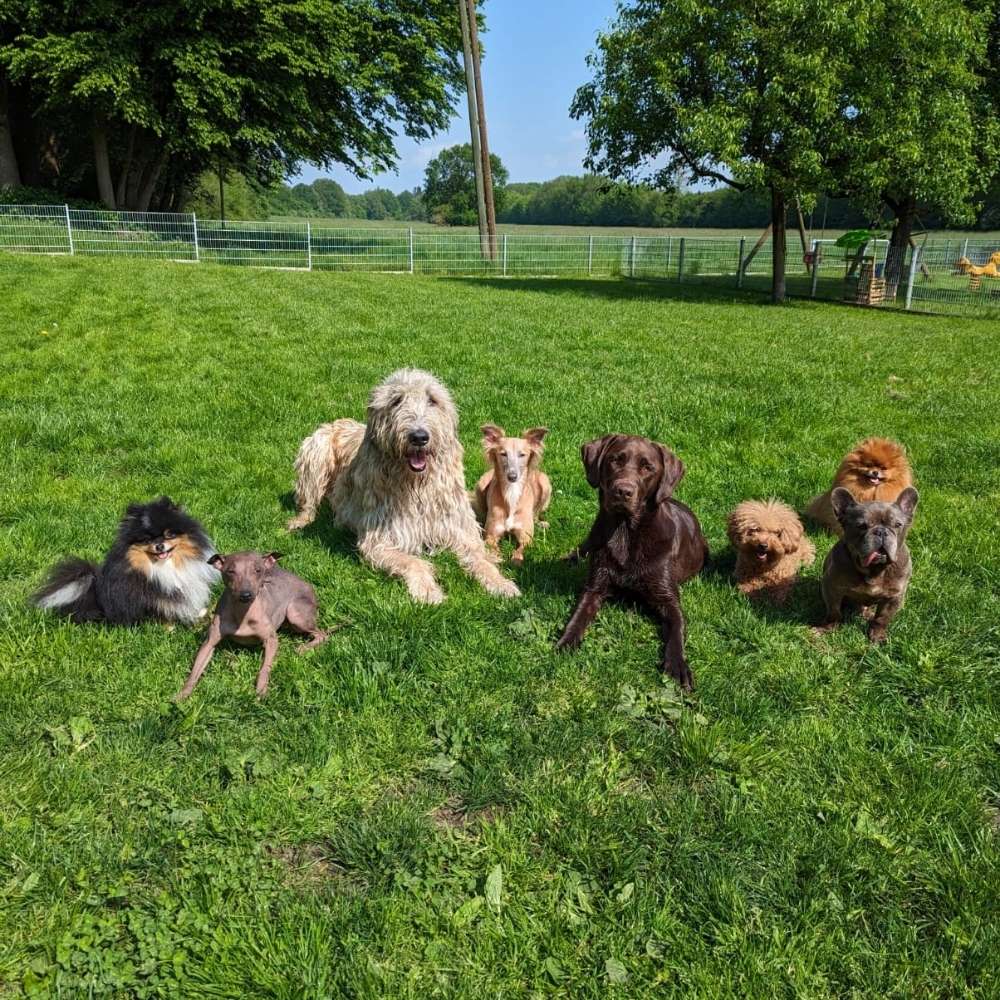 Hundetreffen-Treffen in Kalkar-Profilbild