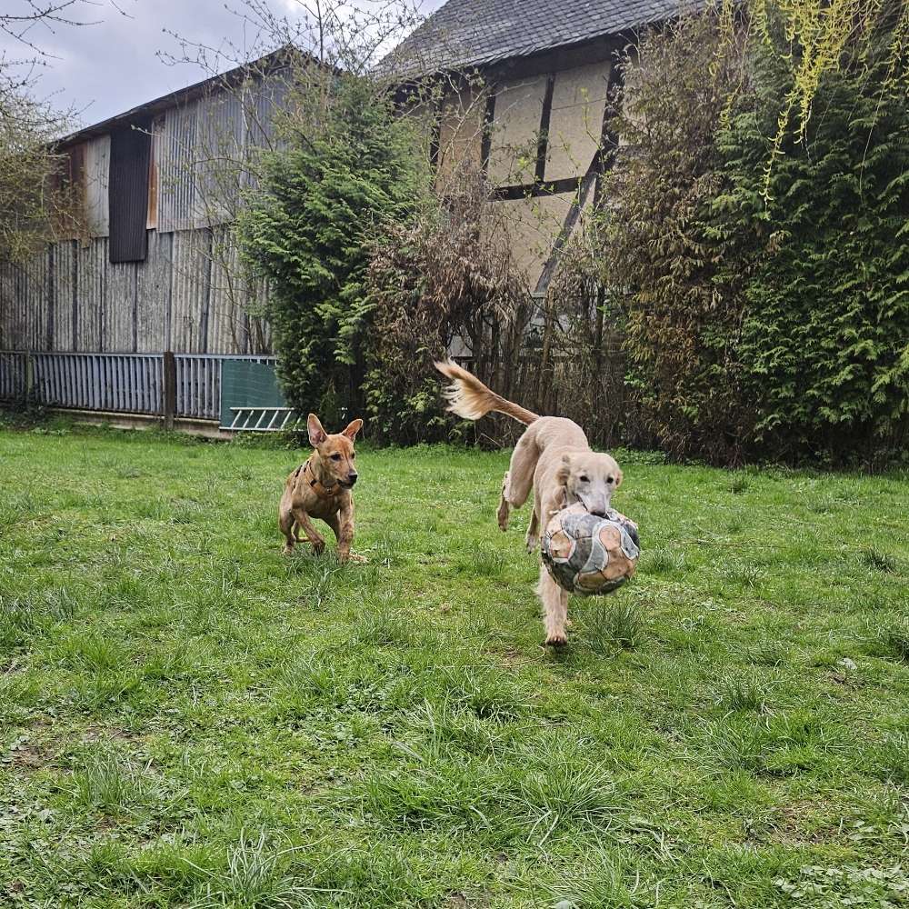 Hundetreffen-Urlaubstreffen um Dünfus-Profilbild