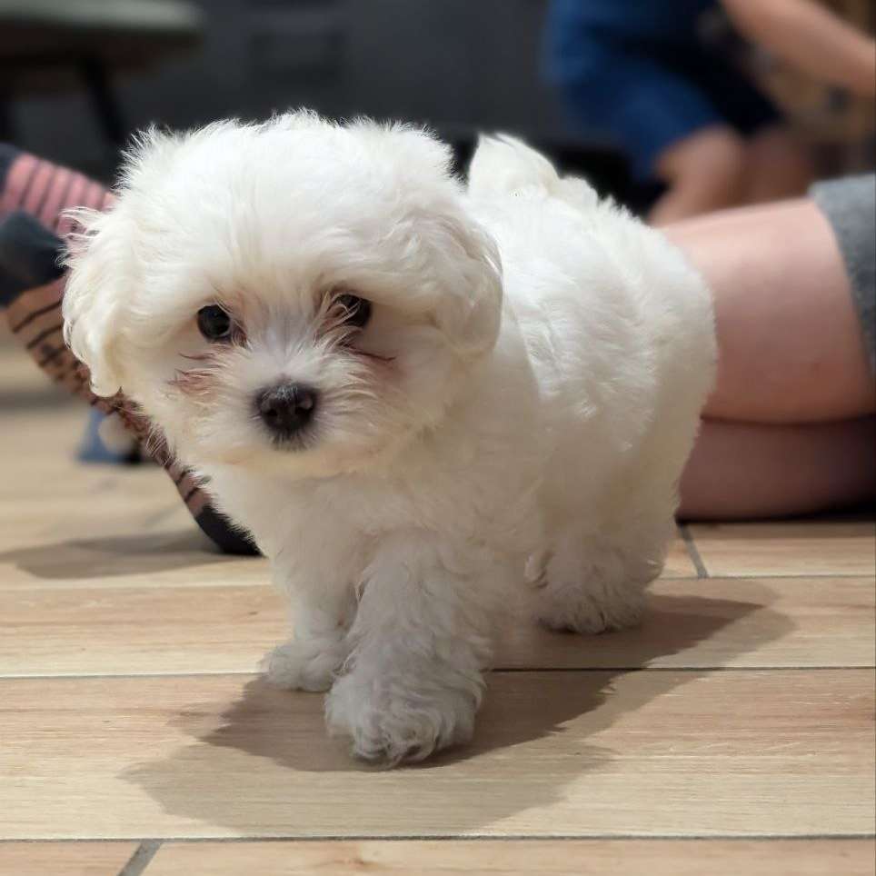 Hundetreffen-Welpentreffen in und um Kalkar-Profilbild