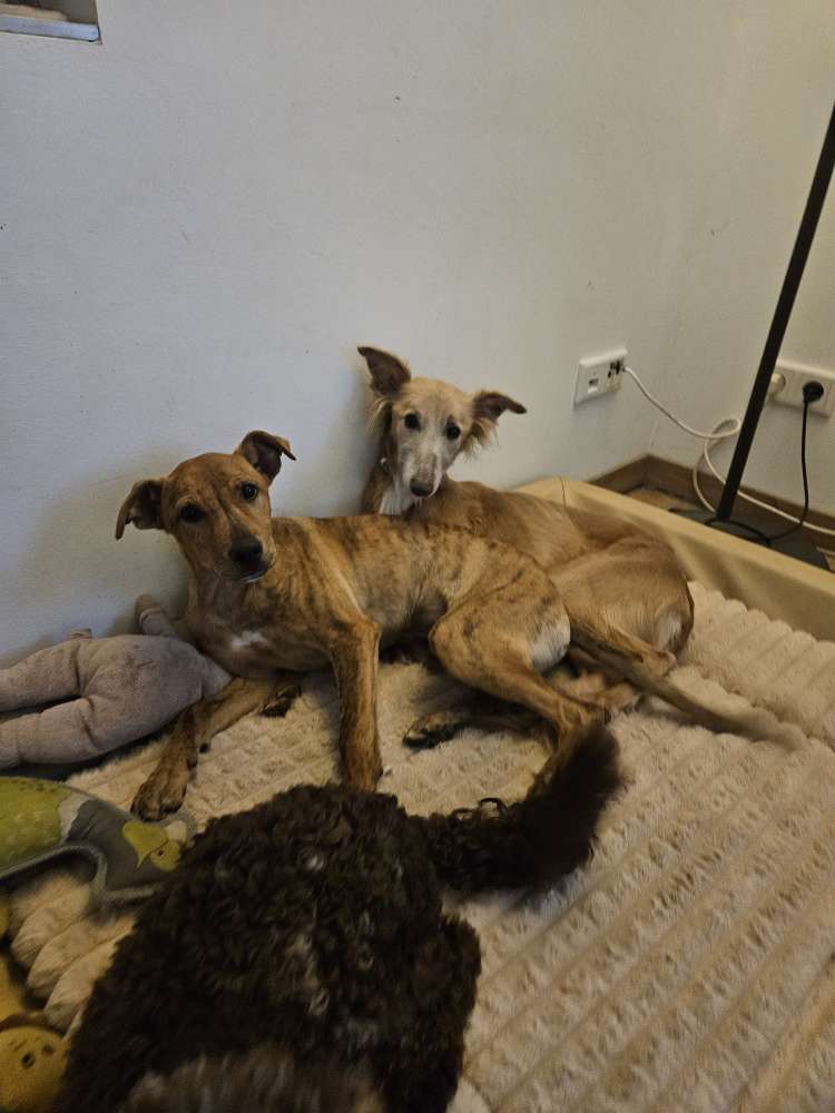 Hundetreffen-Windhundtreffen-Profilbild