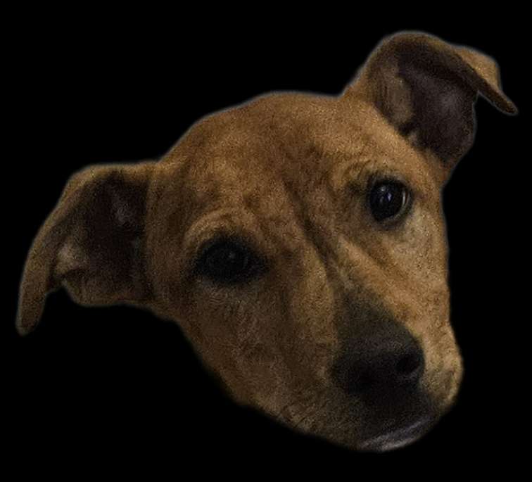Hundetreffen-Fremdhundekontakte mit Junghund-Profilbild