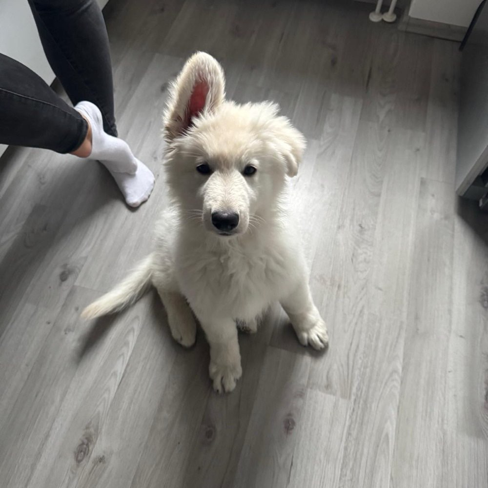 Hundetreffen-Social Walk-Profilbild