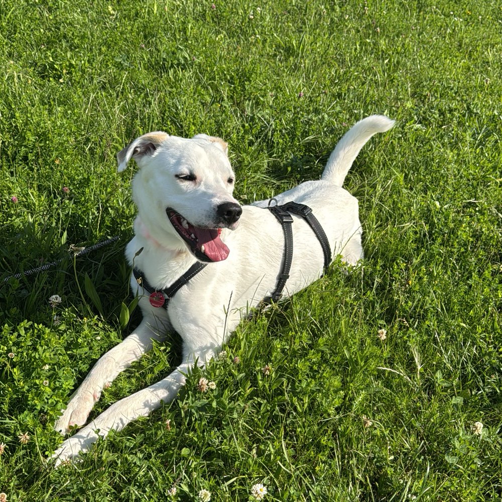Hundetreffen-Gemeinsame Gassirunde und/oder Spielpartner (nach Bedarf)-Profilbild