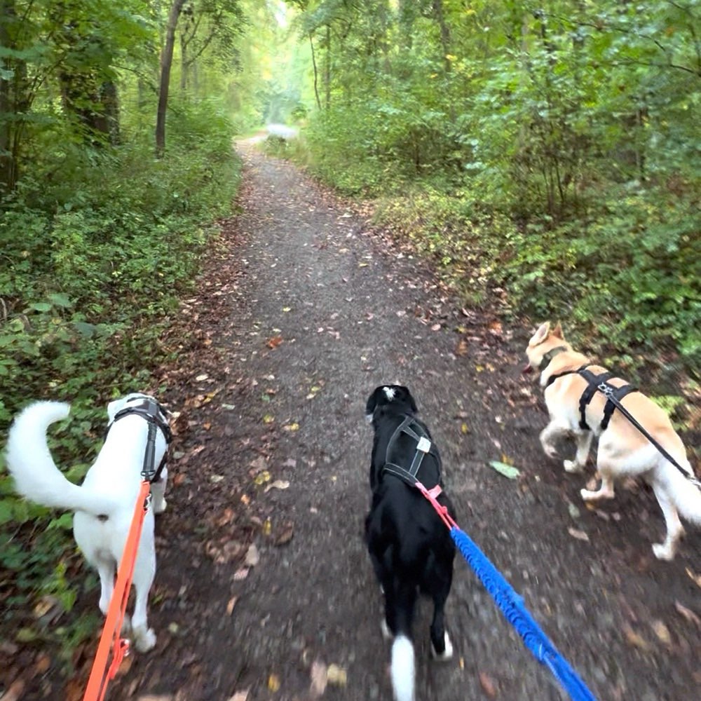 Hundetreffen-Gemeinsame Gassirunde und/oder Spielpartner (nach Bedarf)-Profilbild