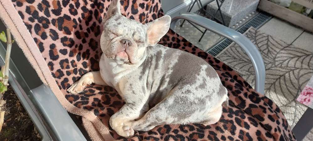 Hundetreffen-Hundetreffen Veitshöchheim-Profilbild