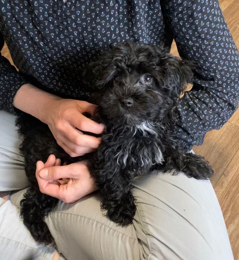 Hundetreffen-Mittwoch treffen-Profilbild