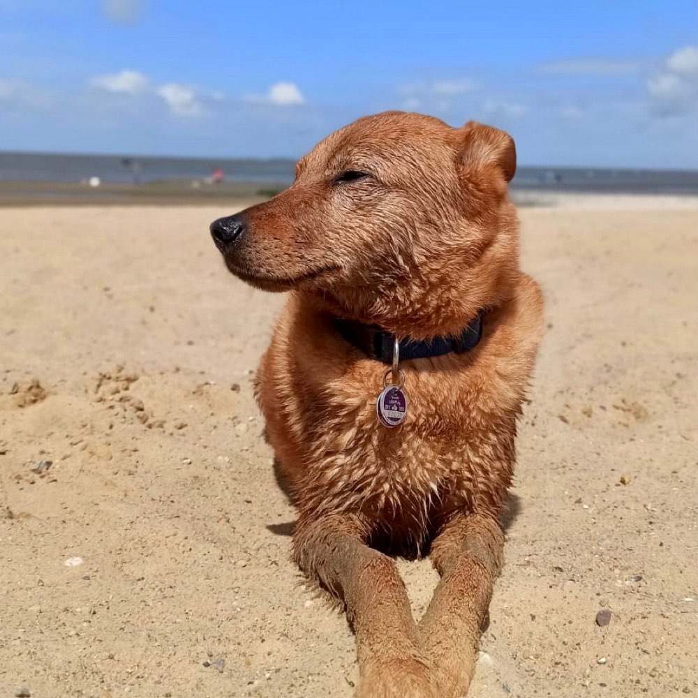 Hundetreffen-Hundetreffen im Hammer Süden ( z.B Pilsholz)-Profilbild