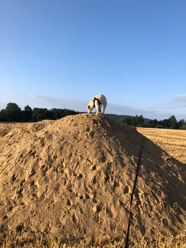 Hundetreffen-Kumpel gesucht-Profilbild