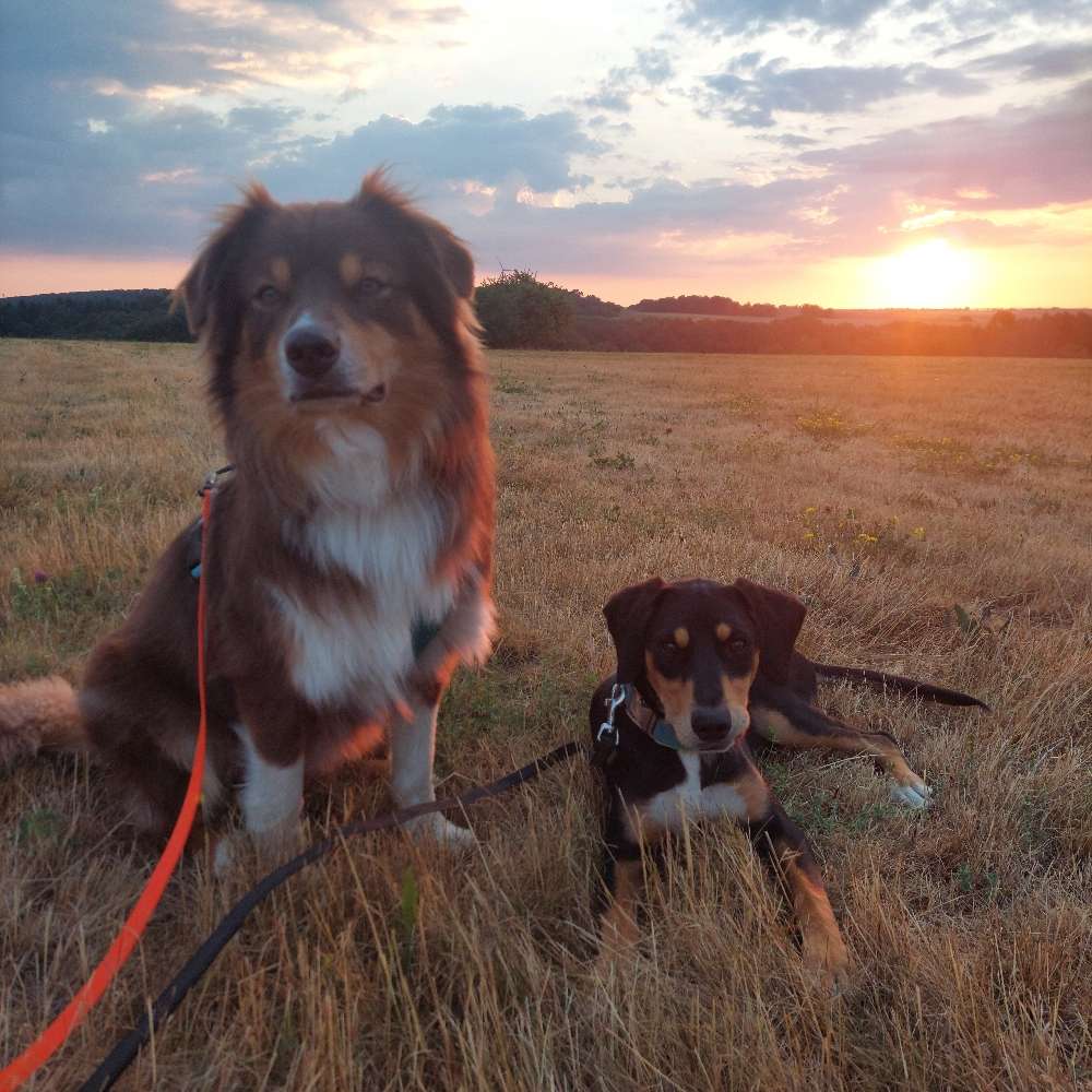 Hundetreffen-Trainingsspaziergänge-Profilbild