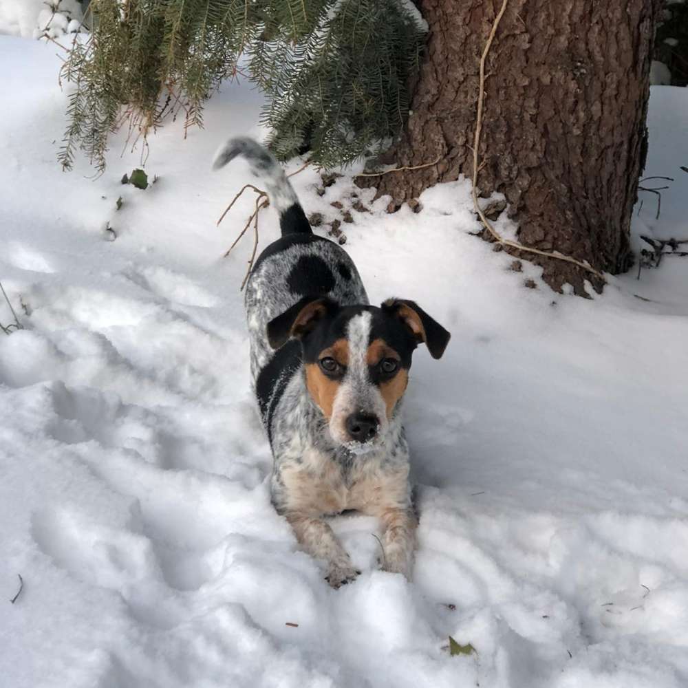 Hundetreffen-Spielrunde / Spazieren gehen / Welpenspielen für kleine Hunde-Profilbild