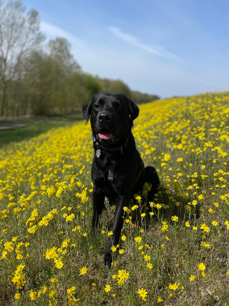 Hundetreffen-Spielen und spazieren-Profilbild