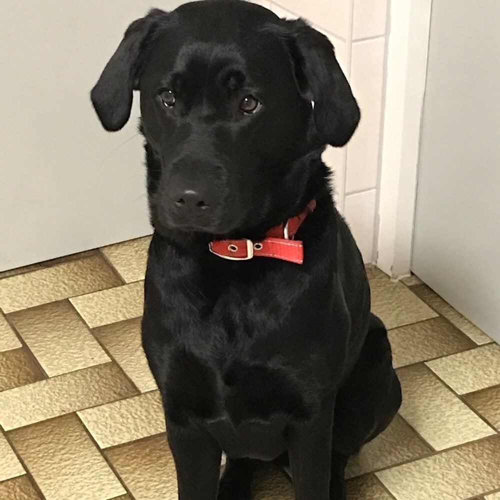 Hundetreffen-Suchen Gassifreunde-Profilbild