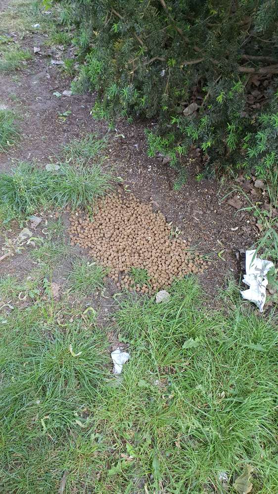 Giftköder-Verdächtiges Hundefutter-Profilbild