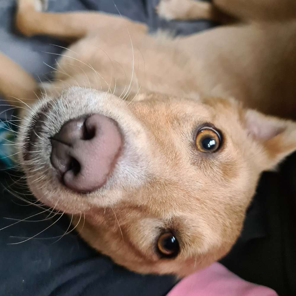 Hundetreffen-Trainingspartner gesucht-Profilbild