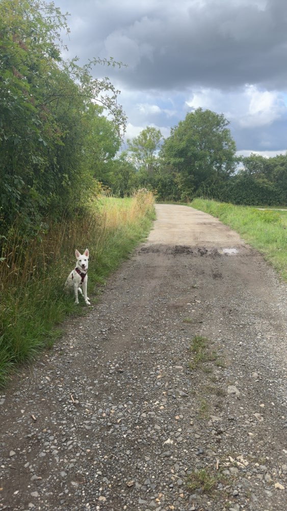 Hundetreffen-Soziale Kontake und Spielrunde-Profilbild