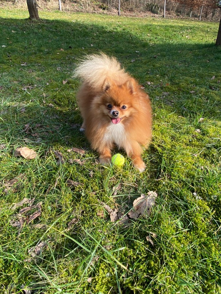 Hundetreffen-Welpen-/Kleine Rassen Treffen-Profilbild