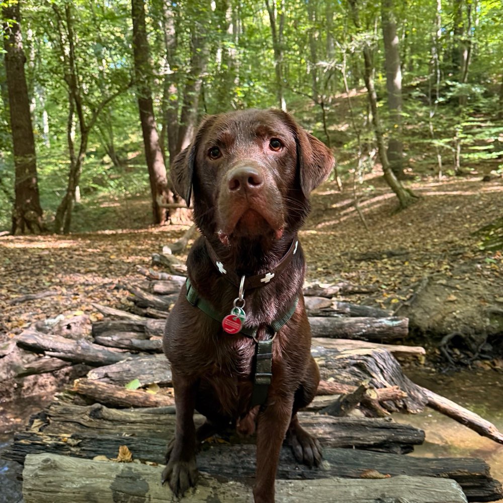 Hundetreffen-Gassi/Trainingspartner gesucht-Profilbild