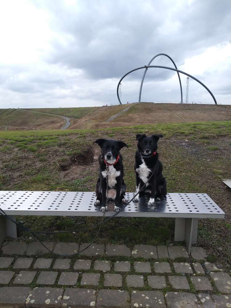 Hundetreffen-Arthrodesen Träger - Spaziergang mit Hundis-Profilbild
