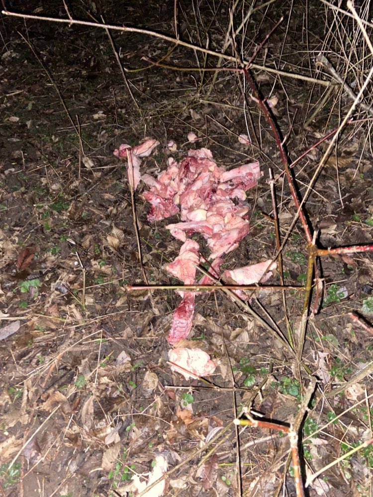 Giftköder-Rohes Fleisch-Profilbild