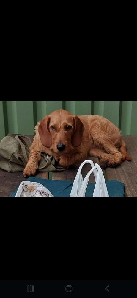 Suchmeldung-Steirische Rauhaarbracke-Profilbild