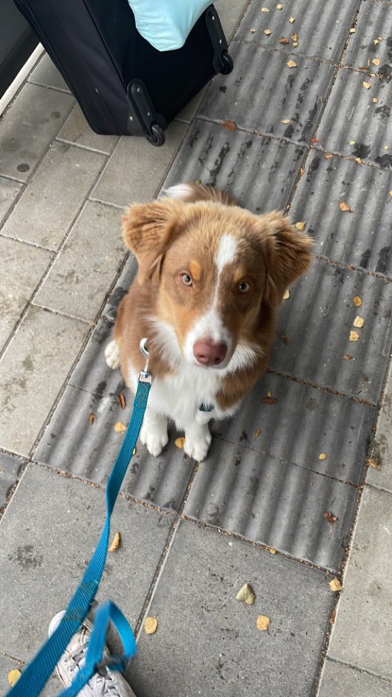 Hundetreffen-Spazieren und Spielen-Profilbild