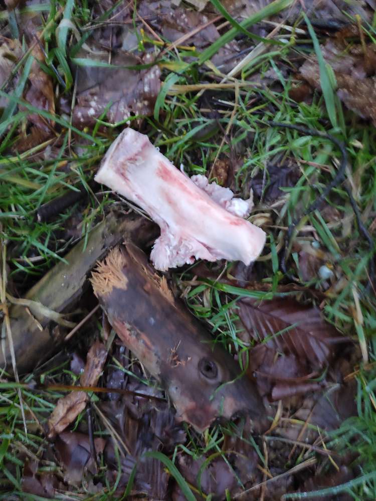 Giftköder-Knochen-, Knorpelteile und Reis-Profilbild