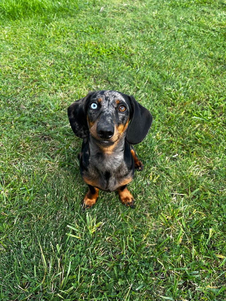 Hundetreffen-Junghunde treffen-Profilbild