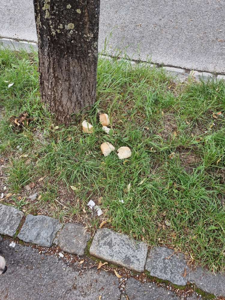 Giftköder-Ausgelegte Brotstücke-Profilbild