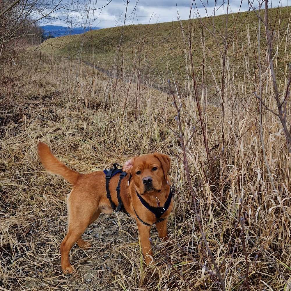 Hundetreffen-Junghund Spielrunde mit Gassi gehen-Profilbild