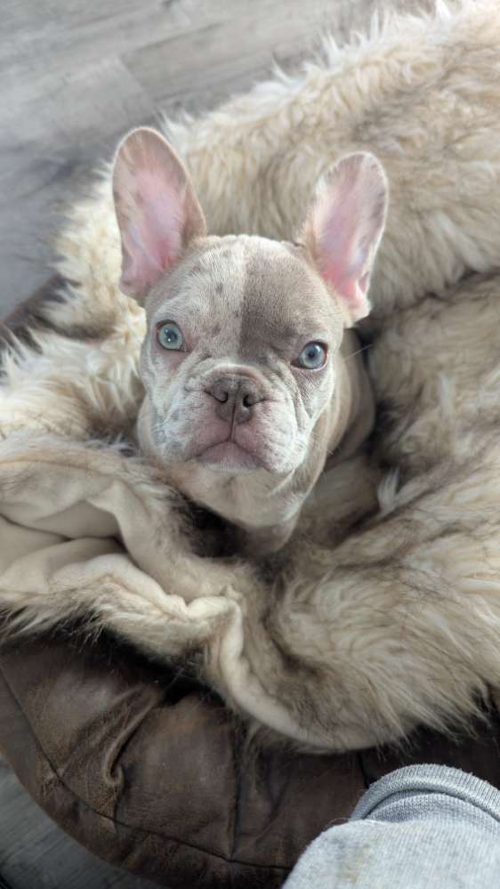 Hundetreffen-Spiel Freunde gesucht-Profilbild