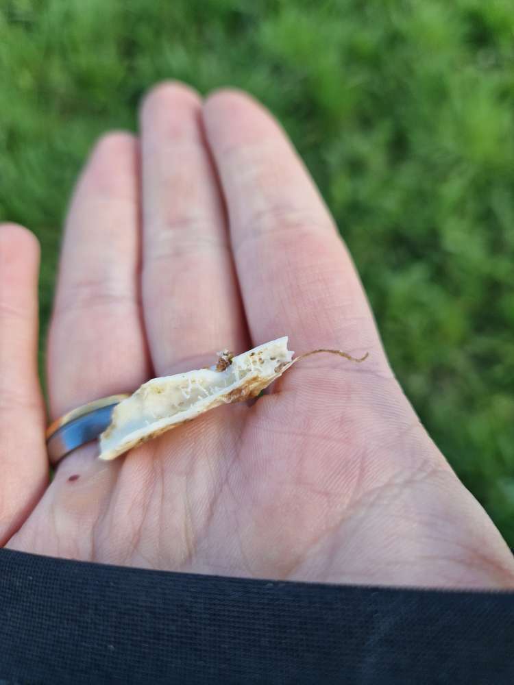 Giftköder-Knochen Fund-Profilbild