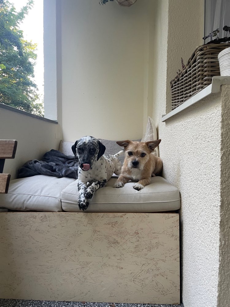 Hundetreffen-Social Walk 🌞-Profilbild