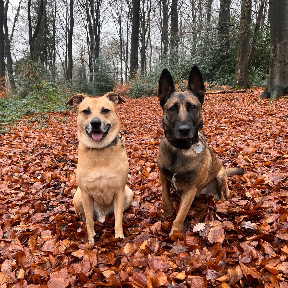Hundetreffen-Gemeinsames Spazieren nach Absprache 🐕🏞️-Profilbild