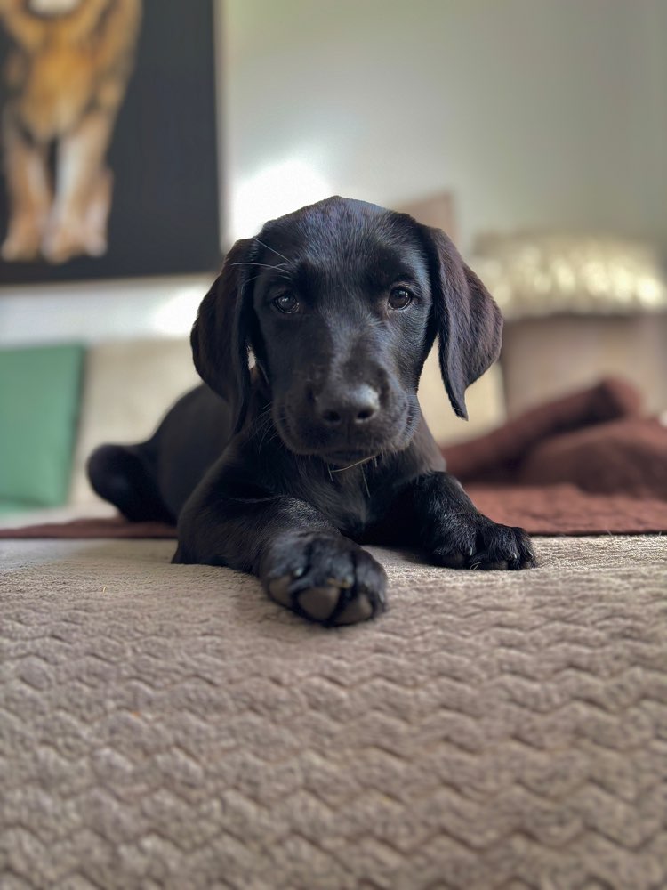 Hundetreffen-Spielrunde nach Absprache-Profilbild