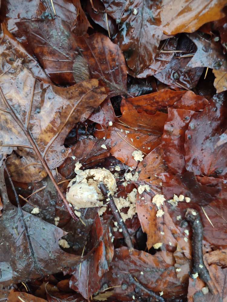 Giftköder-Giftköder-Profilbild