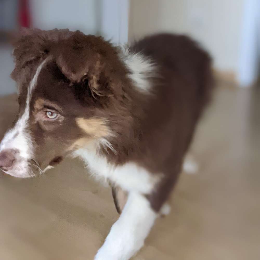 Hundetreffen-Welpentreffen/ Spaziergang mit gut sozialisierten Hunden-Profilbild