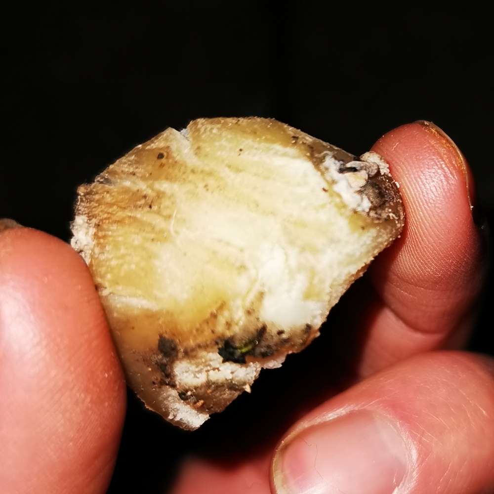 Giftköder-Giftköder-Profilbild