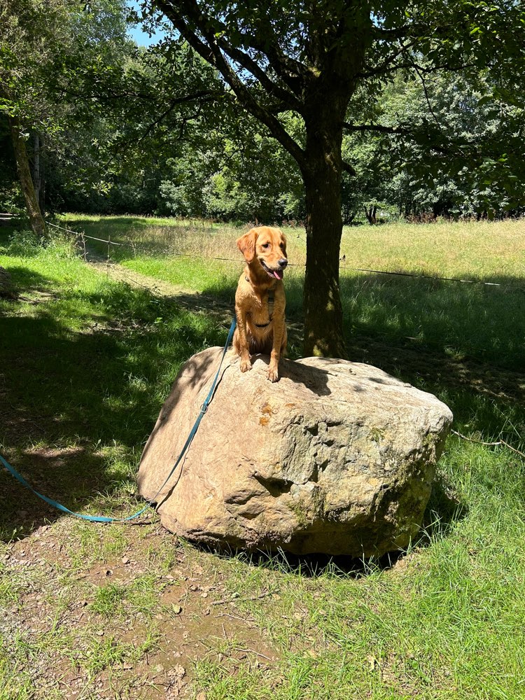 Hundetreffen-Social walk-Profilbild