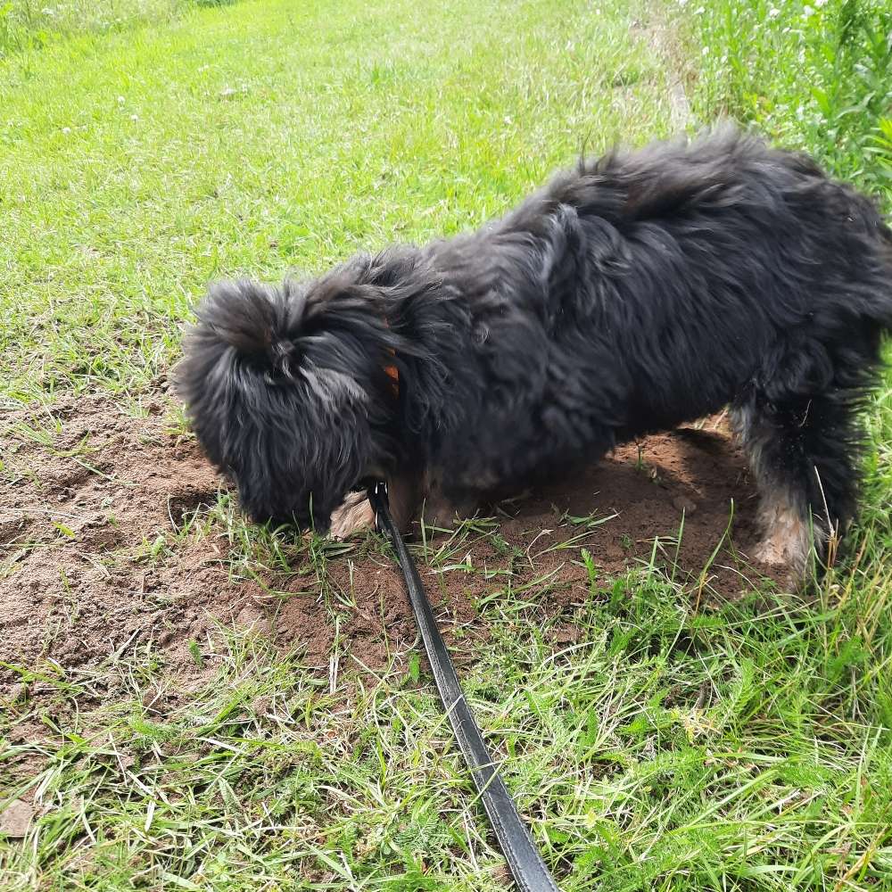 Hundetreffen-Welpentreffen am Berenbosteler See-Profilbild