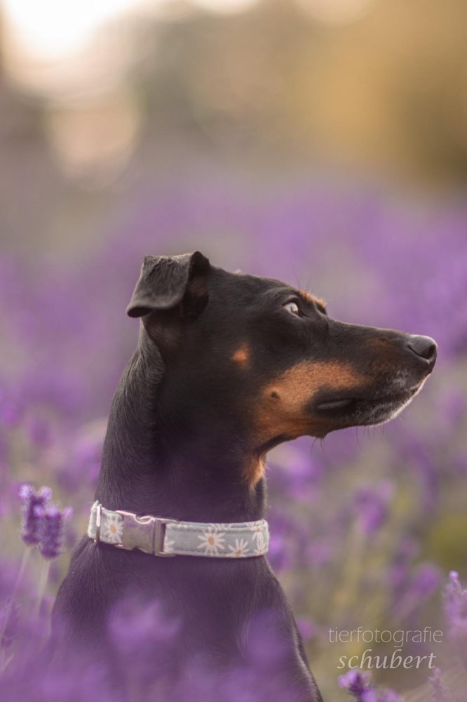 Hundetreffen-entspannte Gassirunde-Profilbild