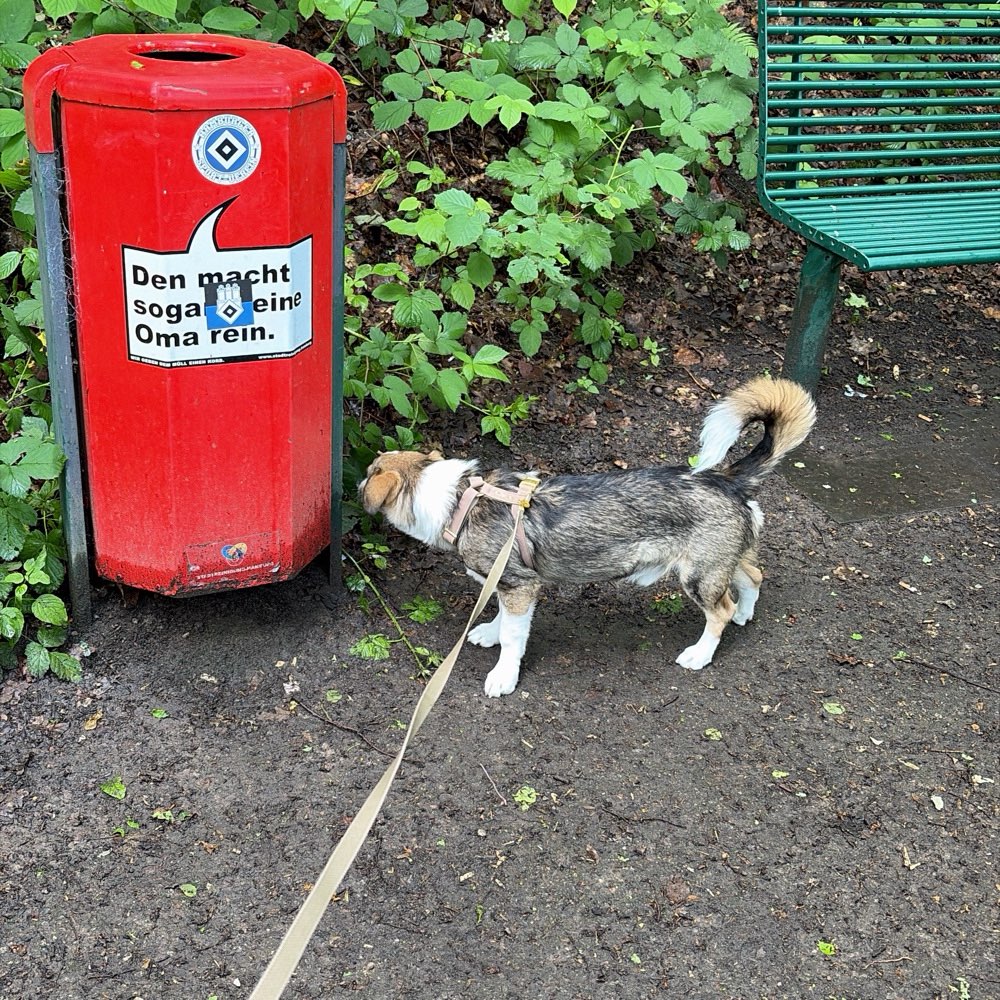 Hundetreffen-Gassirunde mit Choppy-Profilbild