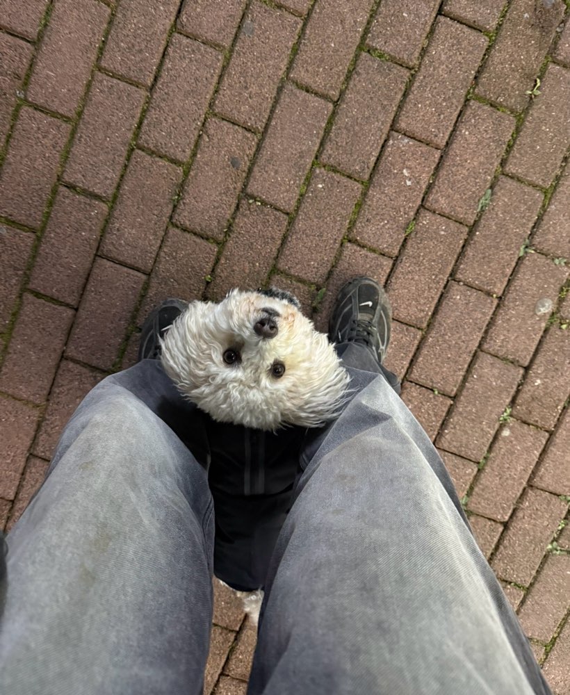 Hundetreffen-gassi gehen/ soziale kontakte/ gemeinsames training/ spiel und spaß-Profilbild