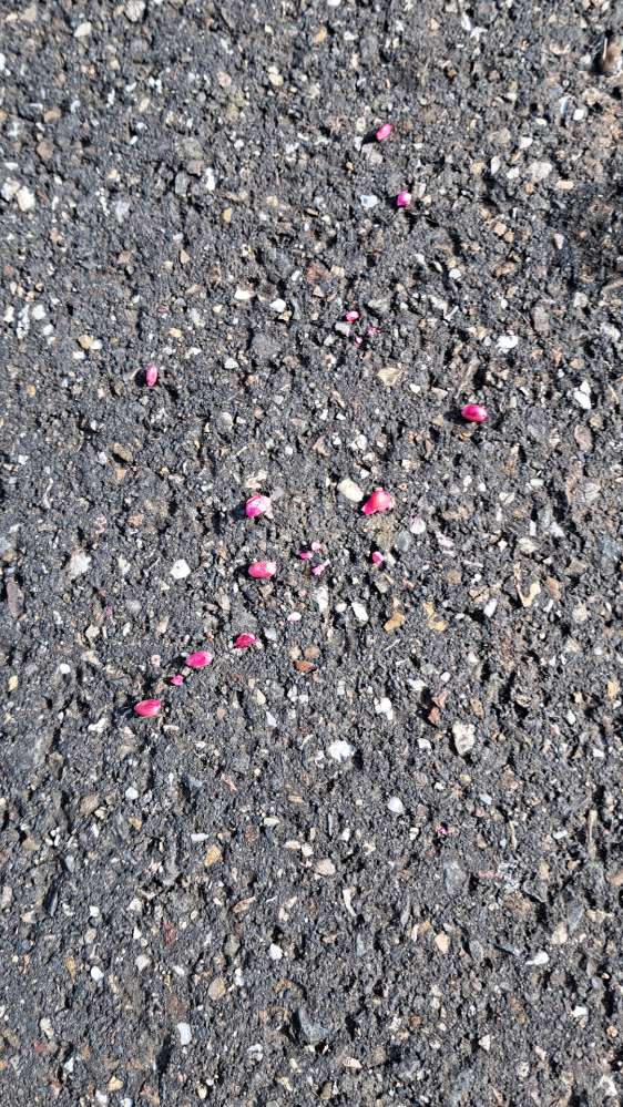 Giftköder-Rattengift-Profilbild